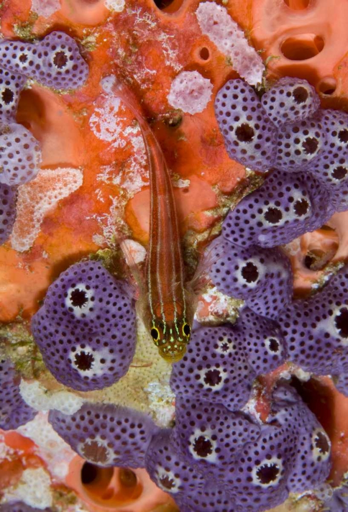 Triplefin fish swimming by sea squirt, Indonesia art print by Jones Shimlock for $57.95 CAD