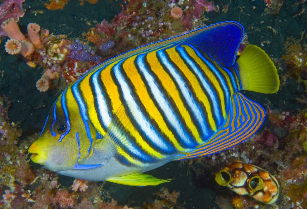 Regal angelfish, Raja Ampat, Indonesia art print by Jones Shimlock for $57.95 CAD