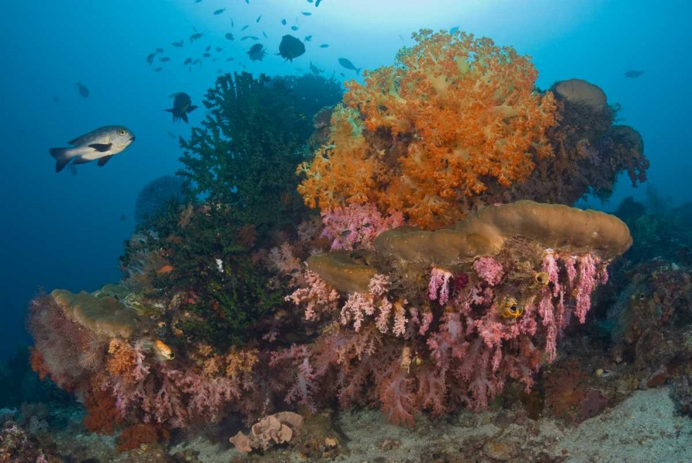 Indonesia Black snapper fish swim by coral reef art print by Jones Shimlock for $57.95 CAD
