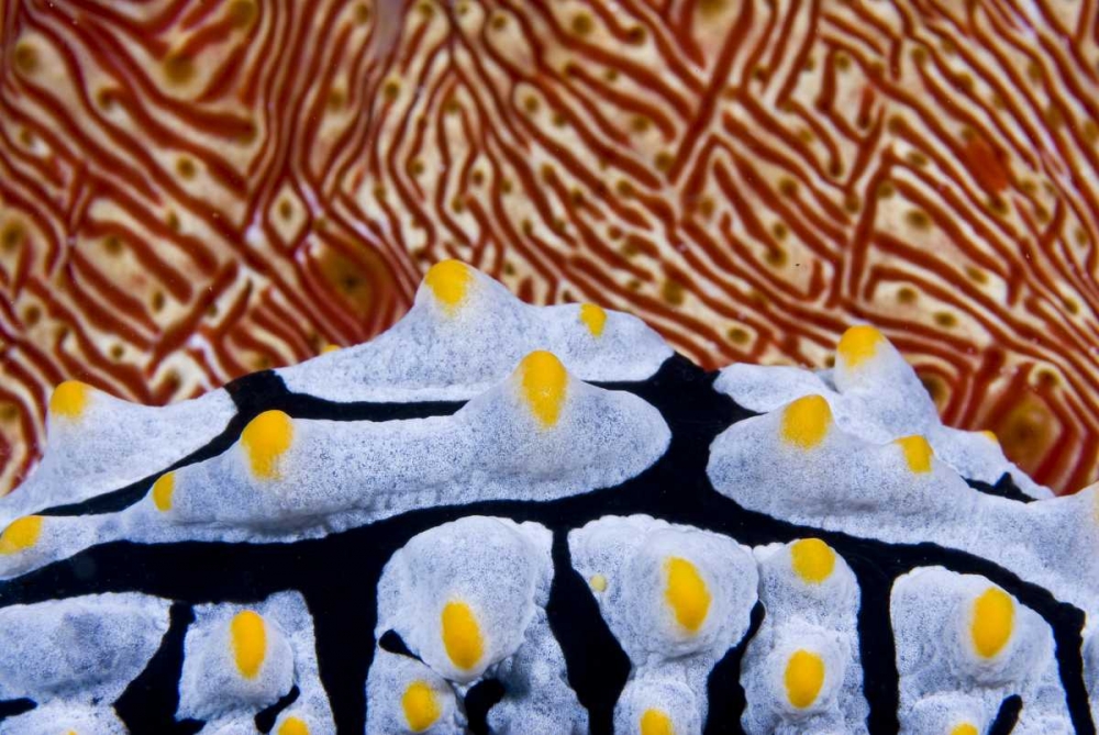 Nudibranch crawling past sea cucumber, Indonesia art print by Jones Shimlock for $57.95 CAD