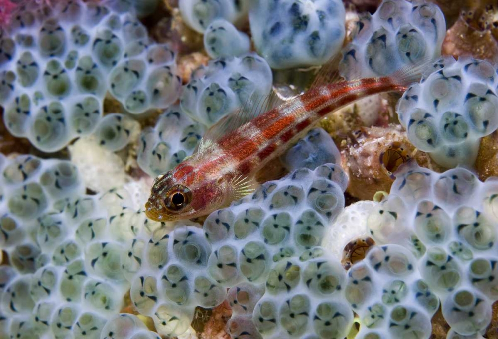 Triplefin fish swimming by sea squirt, Indonesia art print by Jones Shimlock for $57.95 CAD