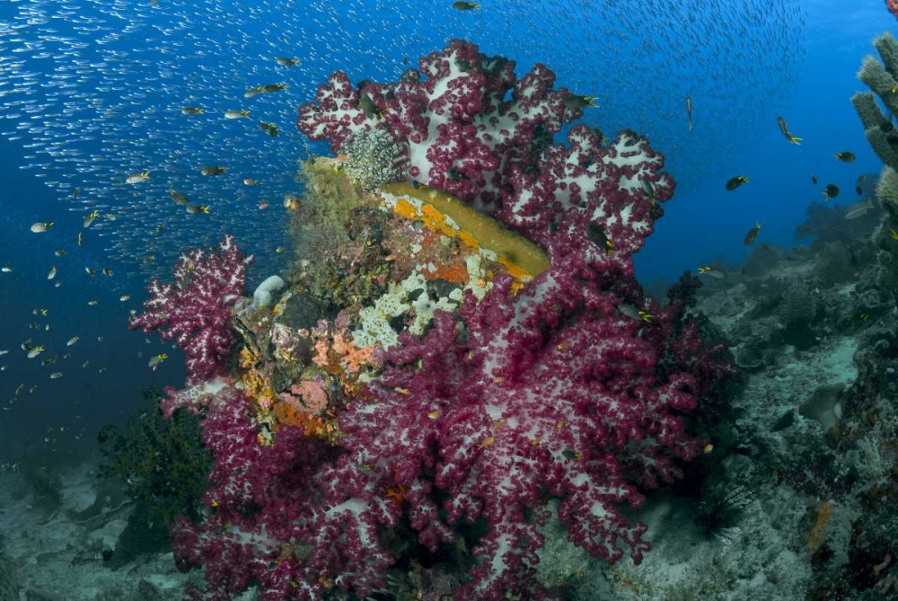 Indonesia Silverside fish swim past coral reef art print by Jones Shimlock for $57.95 CAD
