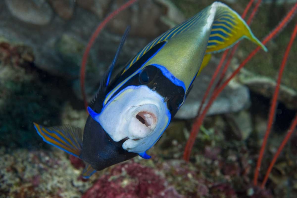Indonesia, Raja Ampat Emperor angelfish art print by Jones Shimlock for $57.95 CAD