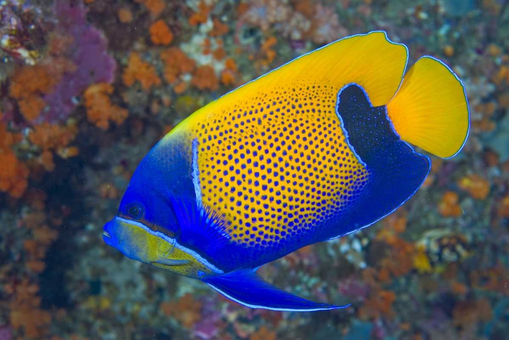 Indonesia, Raja Ampat Blue-girdled angelfish art print by Jones Shimlock for $57.95 CAD