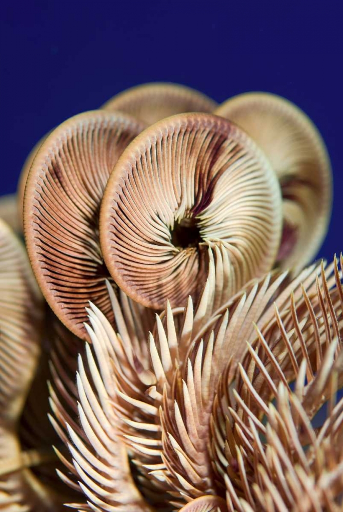 Feather star crinoid, Raja Ampat, Indonesia art print by Jones Shimlock for $57.95 CAD