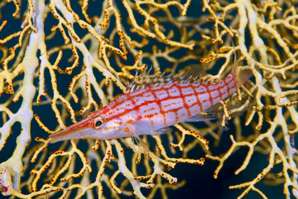 Indonesia, Raja Ampat Hawkfish amid sea fan art print by Jones Shimlock for $57.95 CAD