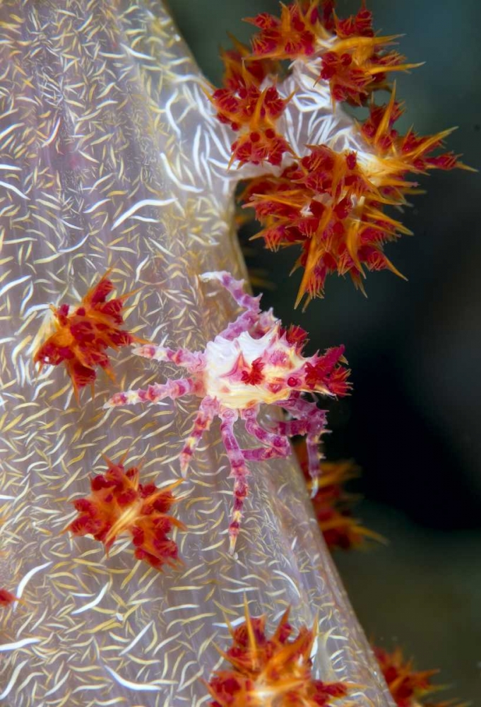 Indonesia Decorator crab blends with soft coral art print by Jones Shimlock for $57.95 CAD