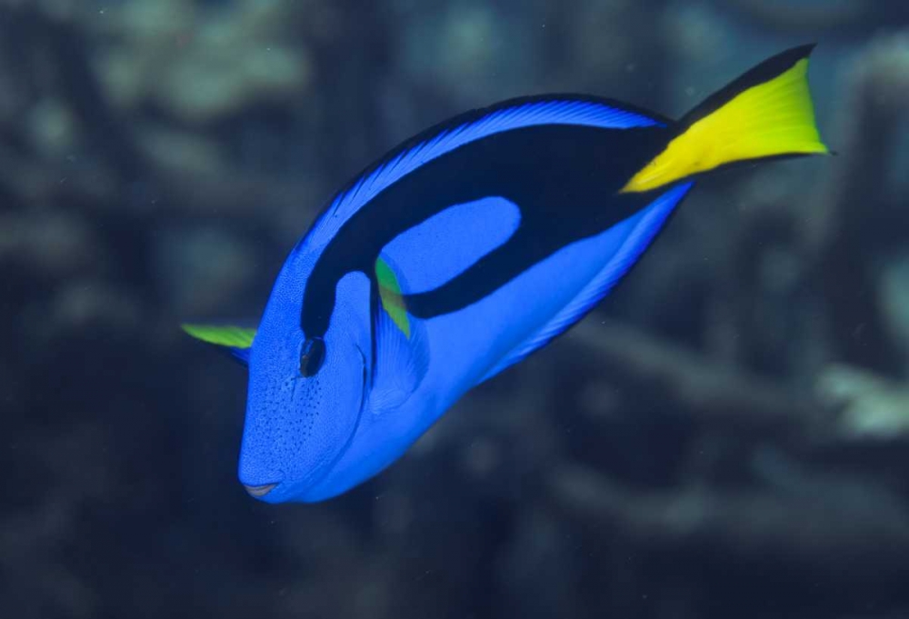 Indonesia, Raja Ampat Palette surgeonfish art print by Jones Shimlock for $57.95 CAD