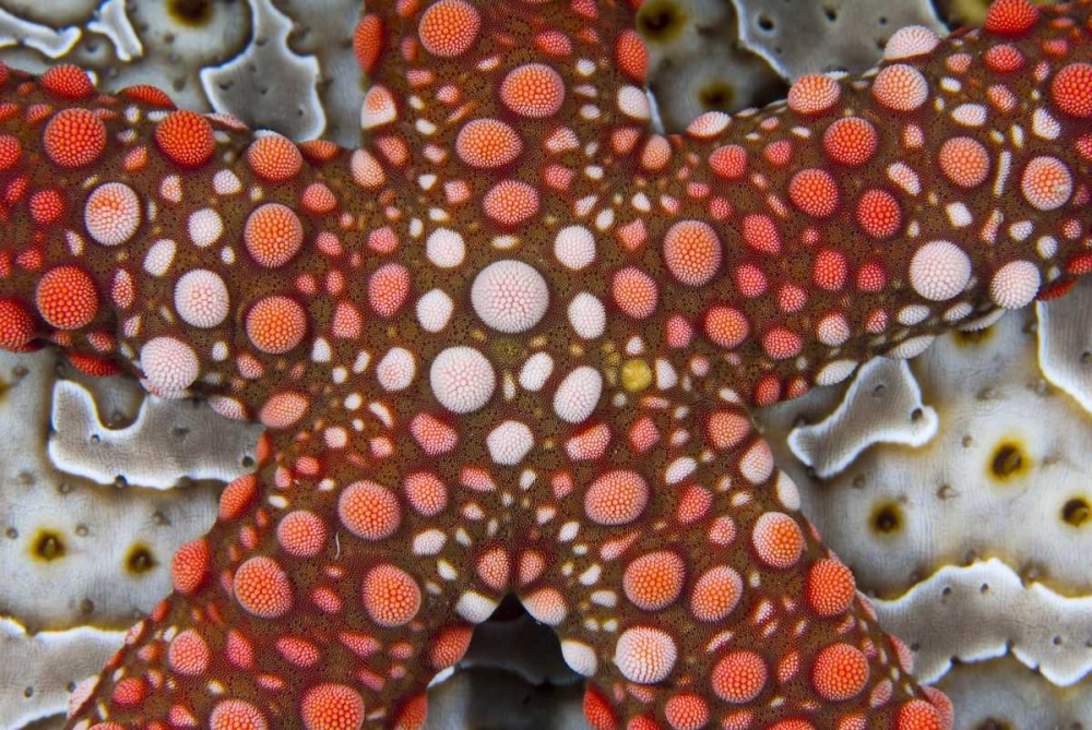 Indonesia Sea star over a sea cucumber art print by Jones Shimlock for $57.95 CAD