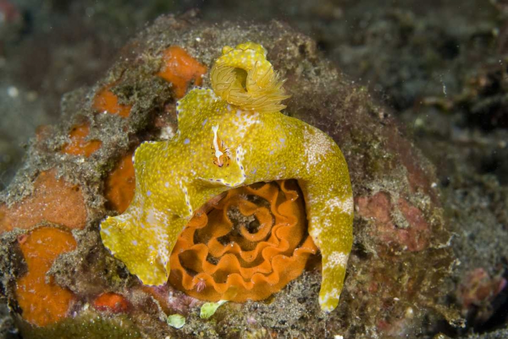 Indonesia A nudibranch with an imperial shrimp art print by Jones Shimlock for $57.95 CAD