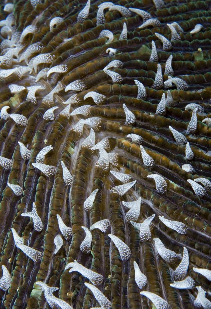 Indonesia, Raja Ampat Close-up of mushroom coral art print by Jones Shimlock for $57.95 CAD