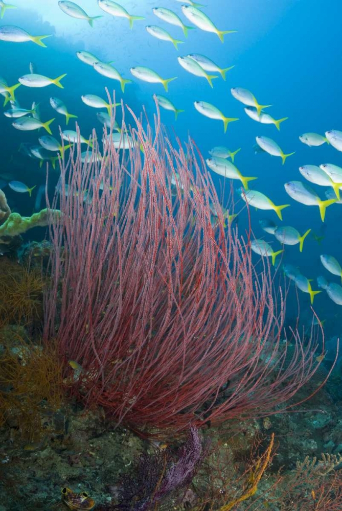 Indonesia Yellowtail fusilier and sea whip coral art print by Jones Shimlock for $57.95 CAD