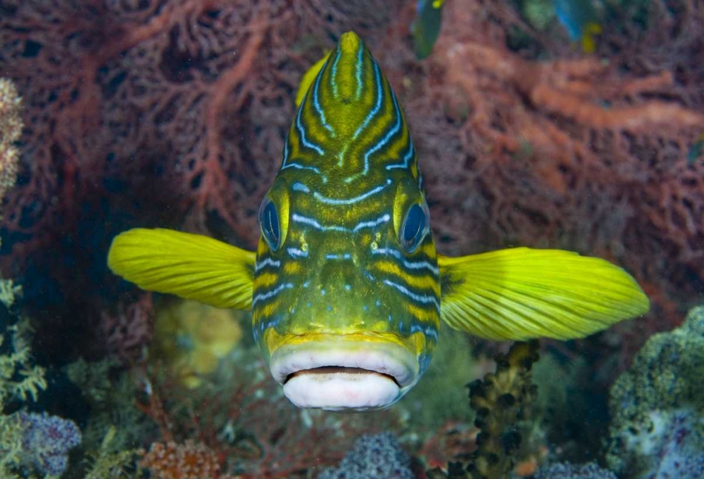 Lined sweetlip fish amid coral, Indonesia art print by Jones Shimlock for $57.95 CAD