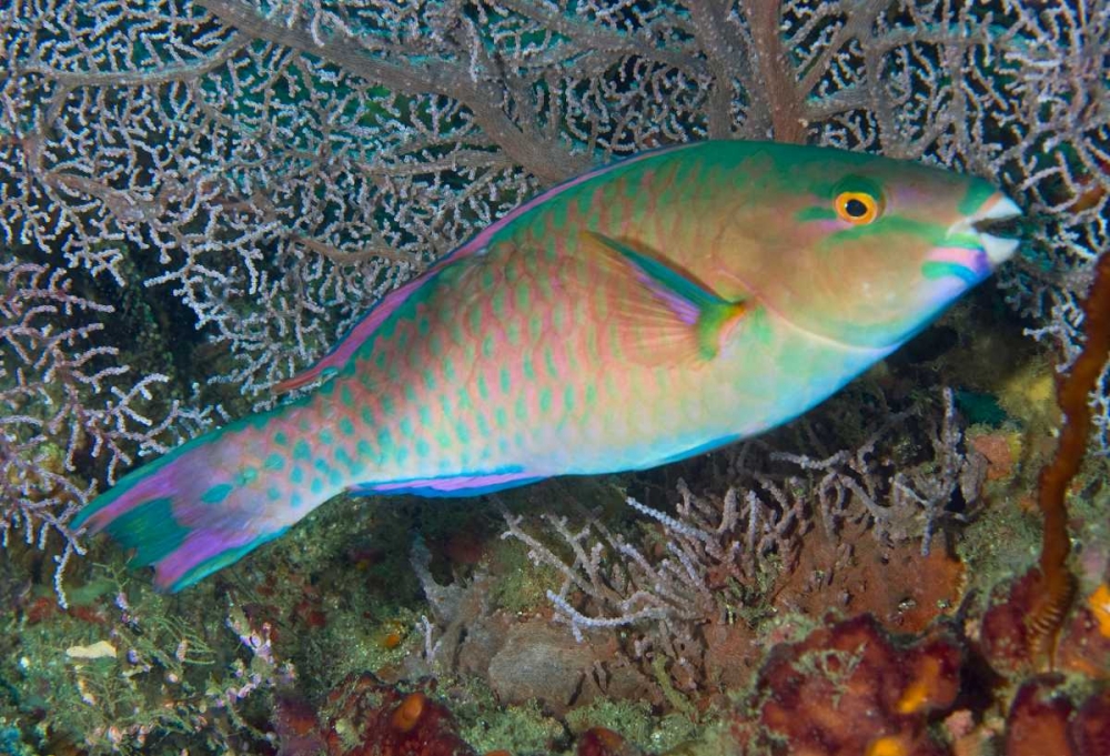 Indonesia, Raja Ampat Chameleon parrotfish art print by Jones Shimlock for $57.95 CAD