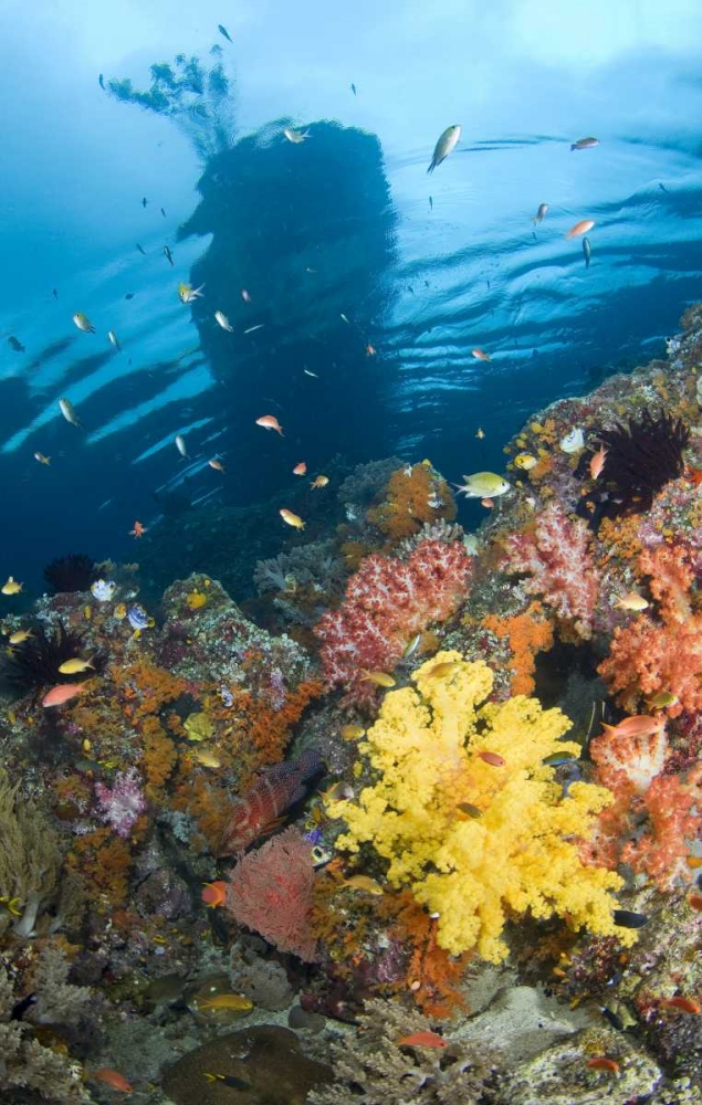 Indonesia, Misool, Boo Islands Reef scenic art print by Jones Shimlock for $57.95 CAD