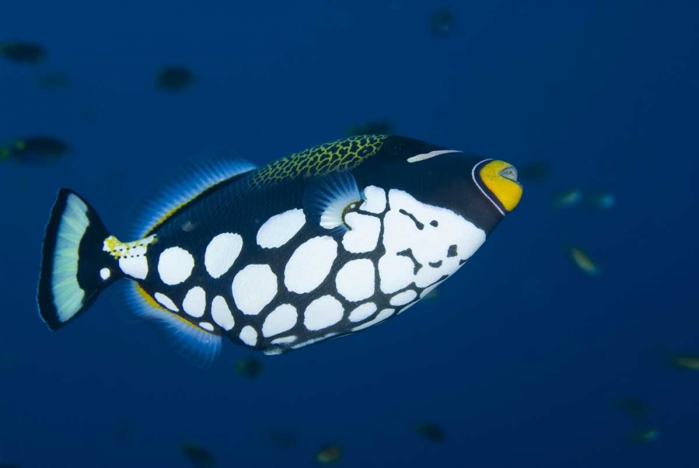 Indonesia, Raja Ampat Clown triggerfish art print by Jones Shimlock for $57.95 CAD