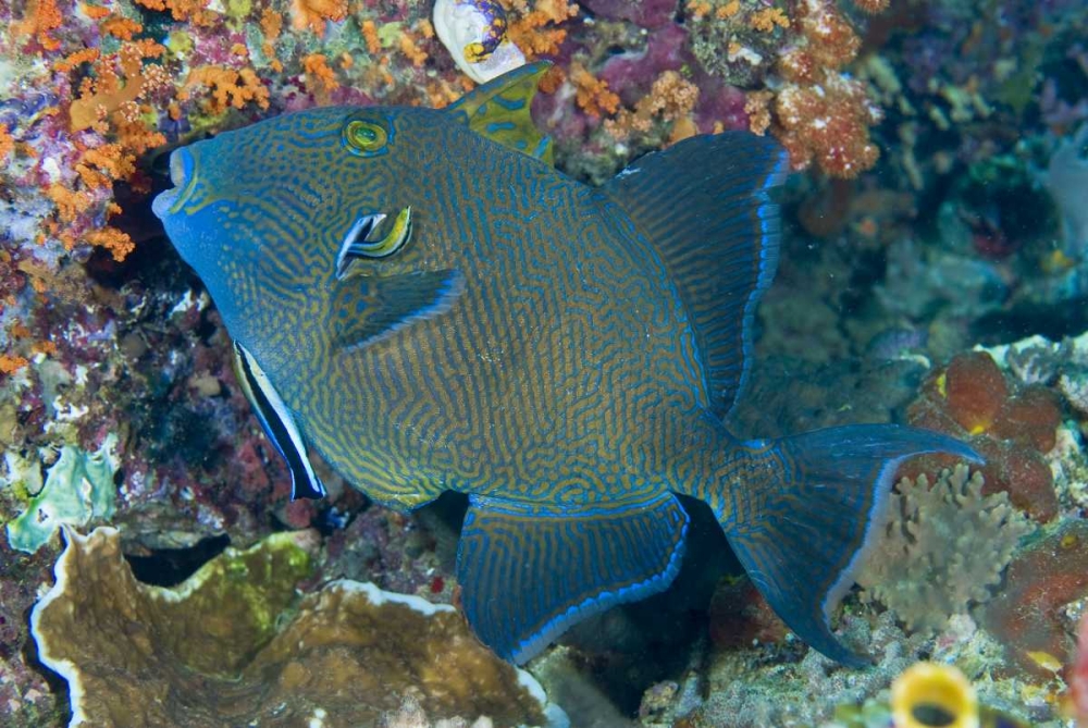 Indonesia Cleaner wrasse fish on coral reef art print by Jones Shimlock for $57.95 CAD