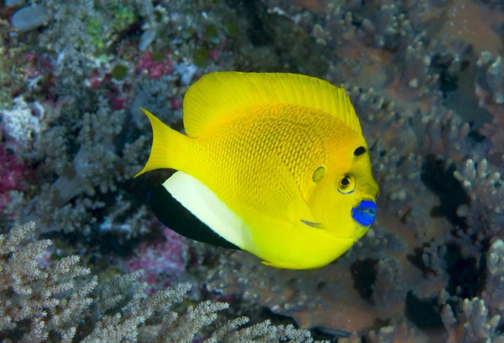 Indonesia Three spot angelfish swims amid coral art print by Jones Shimlock for $57.95 CAD