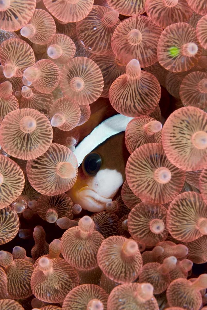 Indonesia A Clarks anemonefish peeking out art print by Jones Shimlock for $57.95 CAD