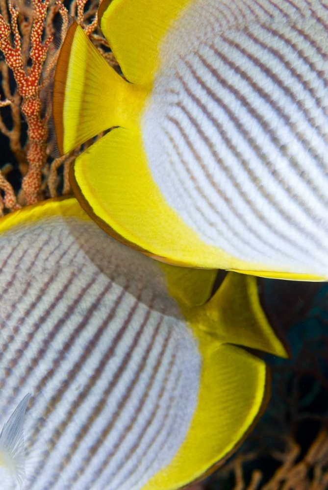 Indonesia The back halves of two butterflyfish art print by Jones Shimlock for $57.95 CAD
