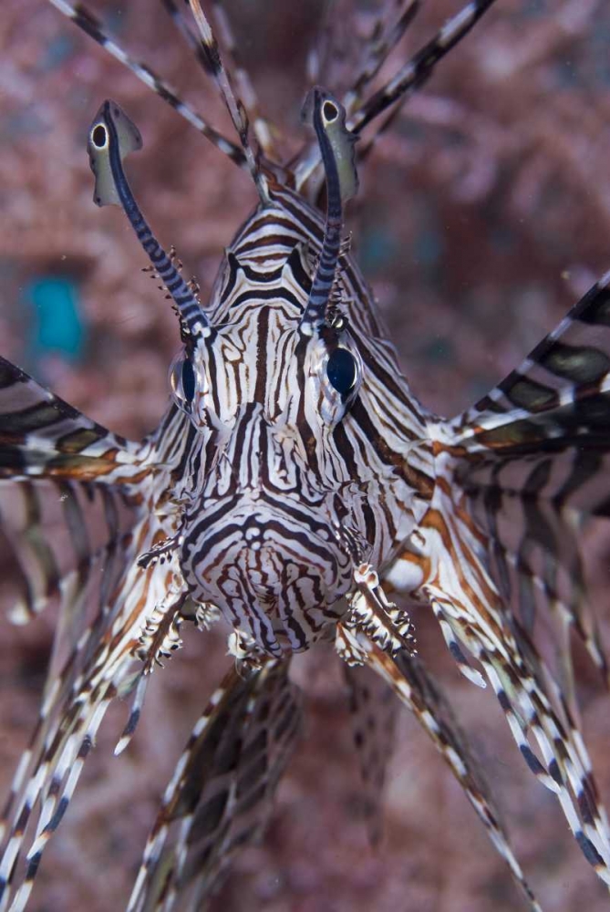 Poisonous Red lionfish, Raja Ampat, Indonesia art print by Jones Shimlock for $57.95 CAD