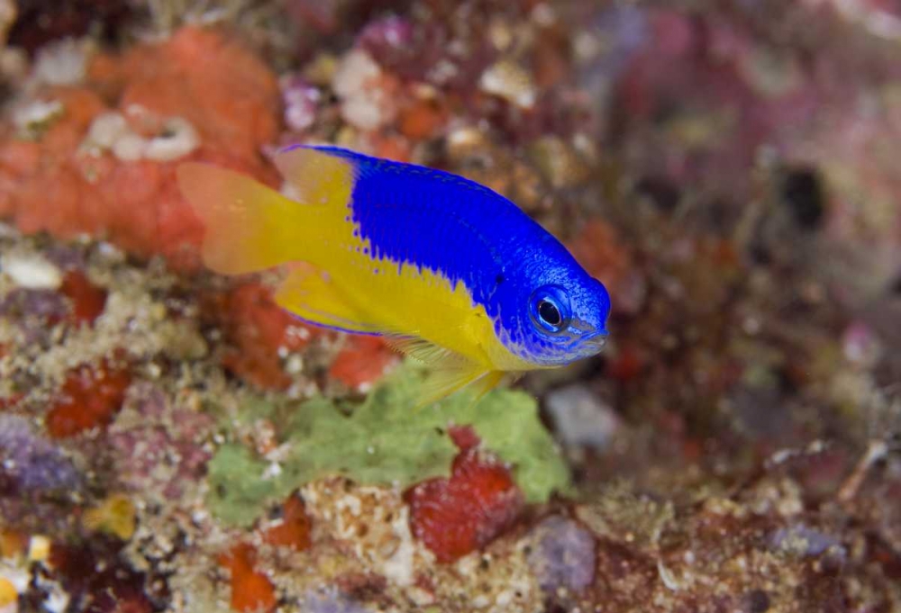 Indonesia Damselfish swims among coral reef art print by Jones Shimlock for $57.95 CAD