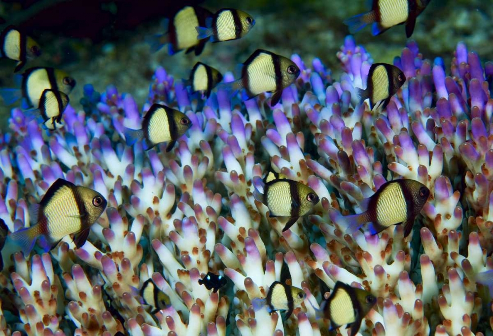 Indonesia Humbug fish in acropora coral colony art print by Jones Shimlock for $57.95 CAD