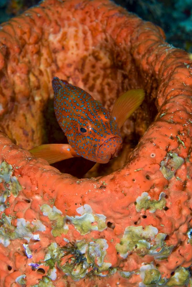 Indonesia, Raja Ampat Coral trout hides in coral art print by Jones Shimlock for $57.95 CAD