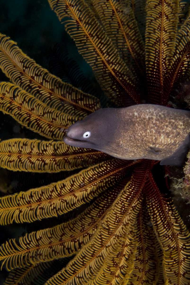 Indonesia A white-eye moray eel by coral art print by Jones Shimlock for $57.95 CAD