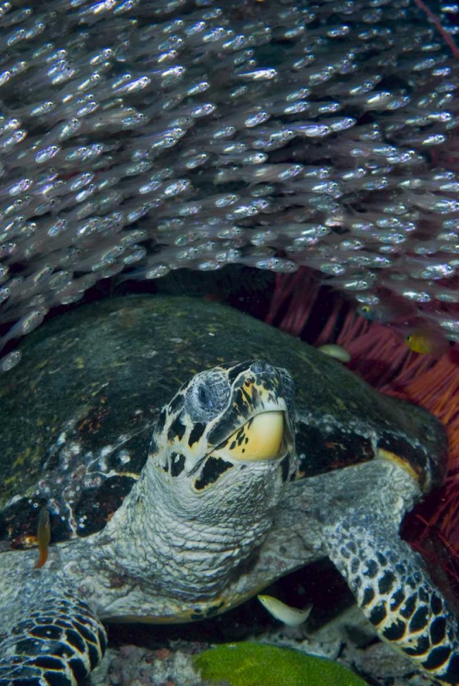 Indonesia Glassfish swim with a hawksbill turtle art print by Jones Shimlock for $57.95 CAD