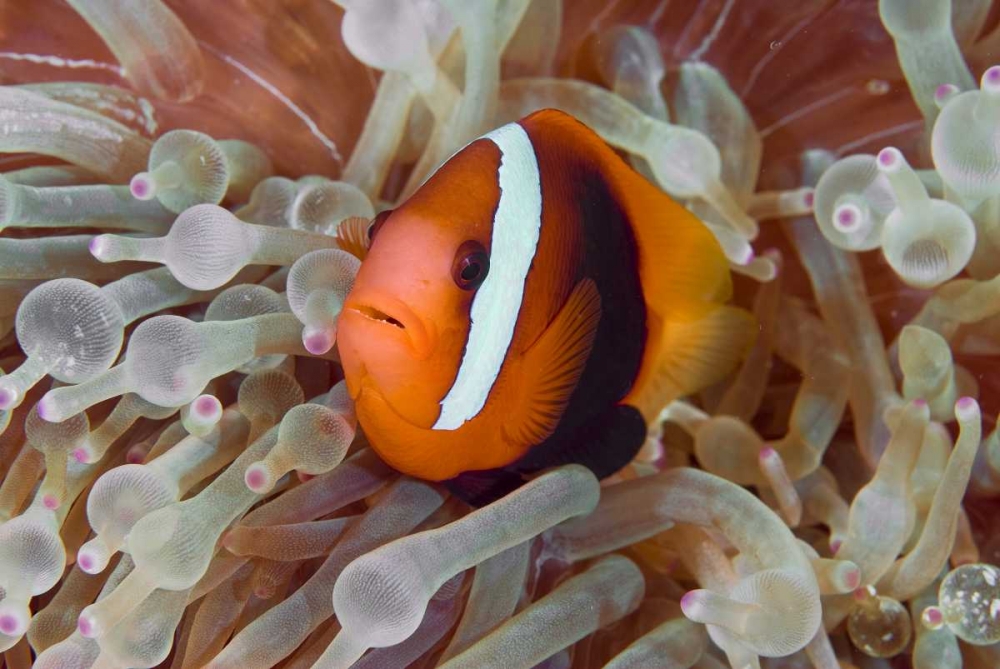 Anemonefish among poisonous tentacles, Indonesia art print by Jones Shimlock for $57.95 CAD