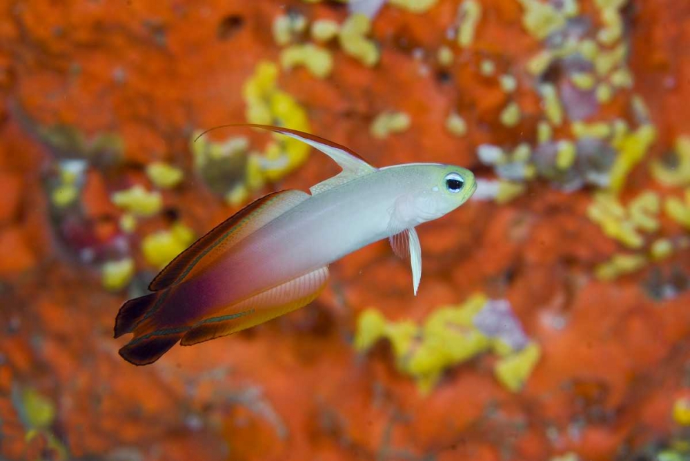 Indonesia, Raja Ampat A fire goby and coral art print by Jones Shimlock for $57.95 CAD