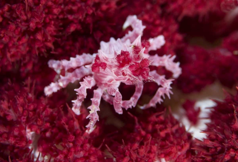 Indonesia Decorator crab on oft corals art print by Jones Shimlock for $57.95 CAD