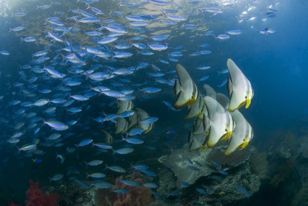 Indonesia Schooling fish in the Dampier Strait art print by Jones Shimlock for $57.95 CAD