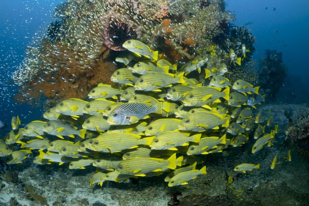 Indonesia Sweetlip fish swim past coral reef art print by Jones Shimlock for $57.95 CAD