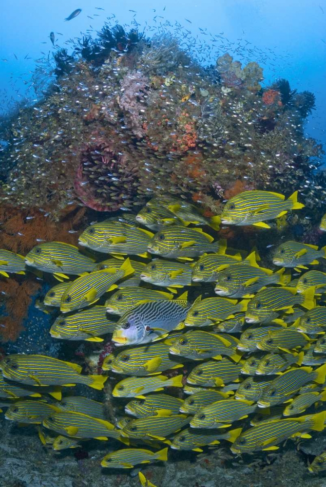 Ribboned sweetlips swimming past coral, Indonesia art print by Jones Shimlock for $57.95 CAD