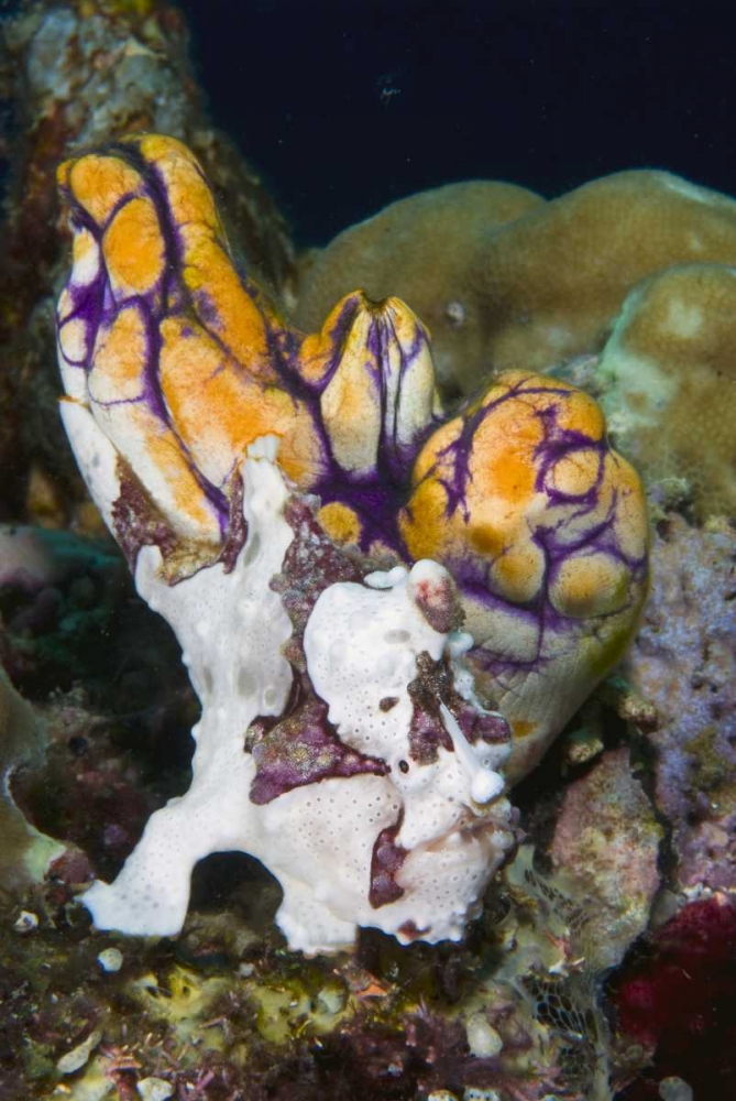 Indonesia Frogfish mimics a sea squirt art print by Jones Shimlock for $57.95 CAD