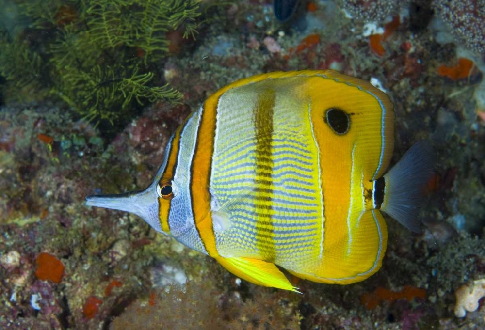 Indonesia, Raja Ampat Side view Butterflyfish art print by Jones Shimlock for $57.95 CAD