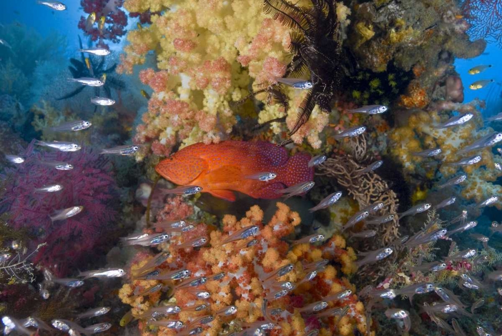 Indonesia Coral trout and glassfish by coral art print by Jones Shimlock for $57.95 CAD