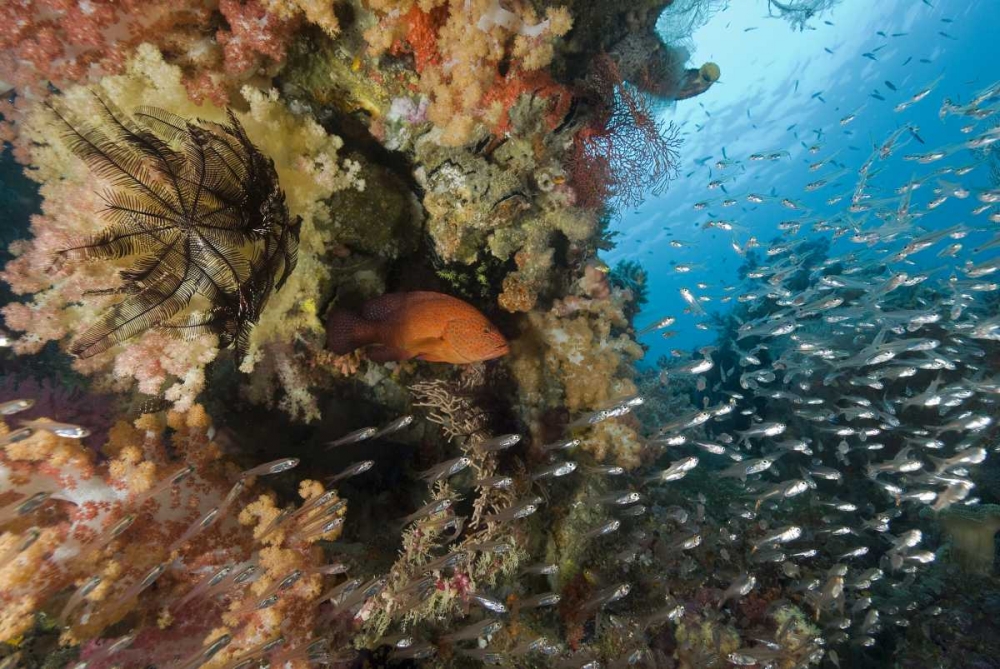 Indonesia Coral trout and glassfish by coral art print by Jones Shimlock for $57.95 CAD