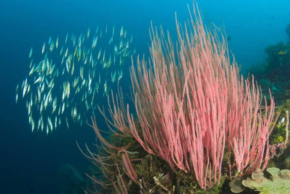 Indonesia, Buyat Bay Razorfish swim over coral art print by Jones Shimlock for $57.95 CAD