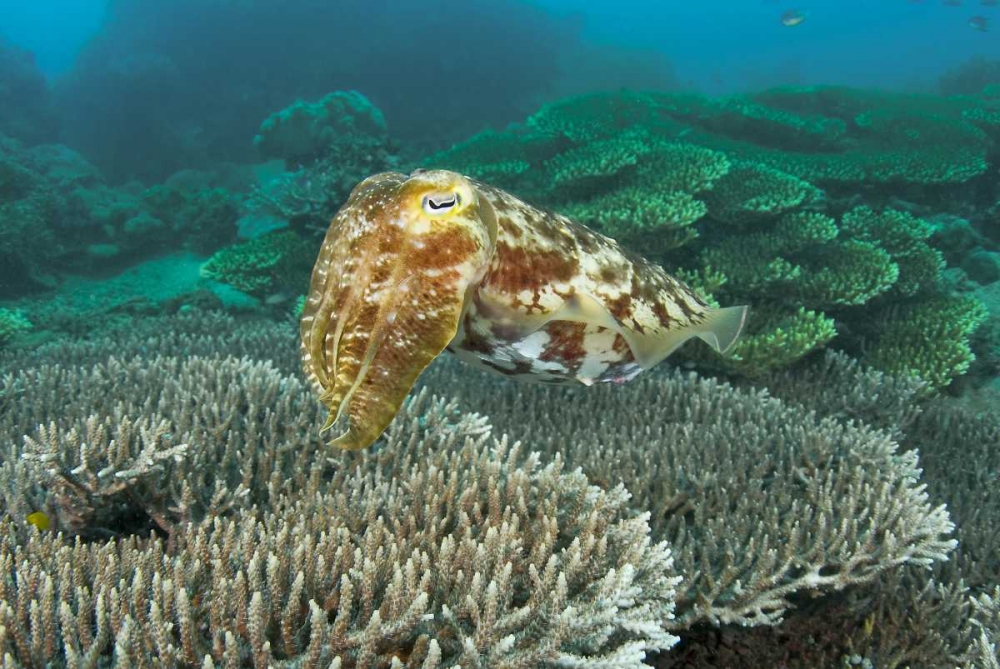 Cuttlefish, Buyat Bay, Sulawesi Island, Indonesia art print by Jones Shimlock for $57.95 CAD