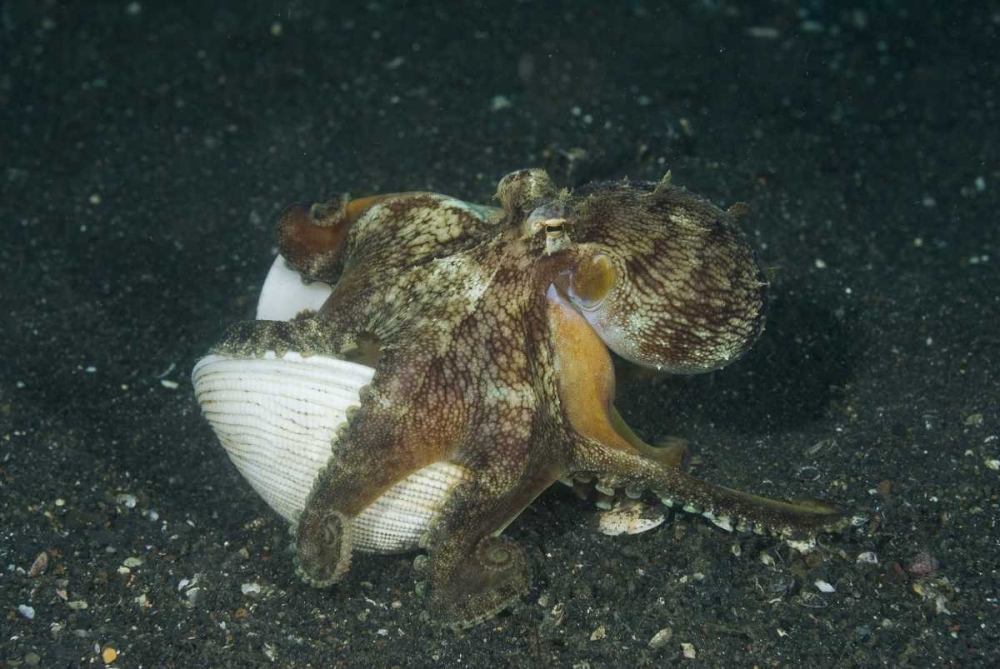 Indonesia A marginated octopus with shell art print by Jones Shimlock for $57.95 CAD