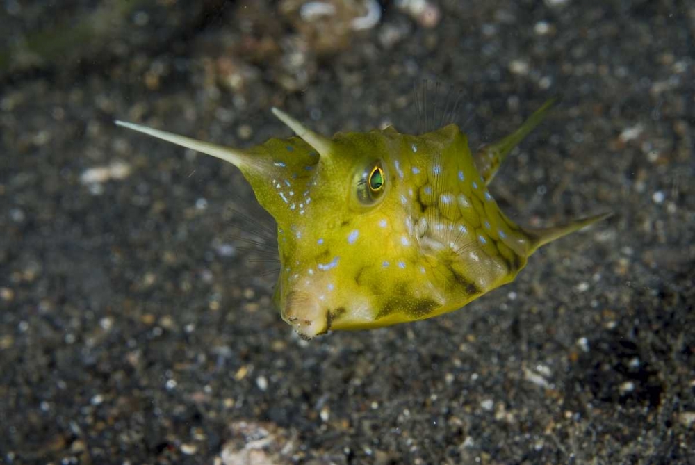 Indonesia, Lembeh Strait A cowfish art print by Jones Shimlock for $57.95 CAD