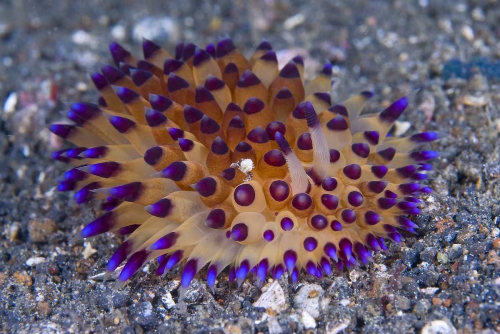 Tiny crab on nudibanch, Lembeh Strait, Indonesia art print by Jones Shimlock for $57.95 CAD