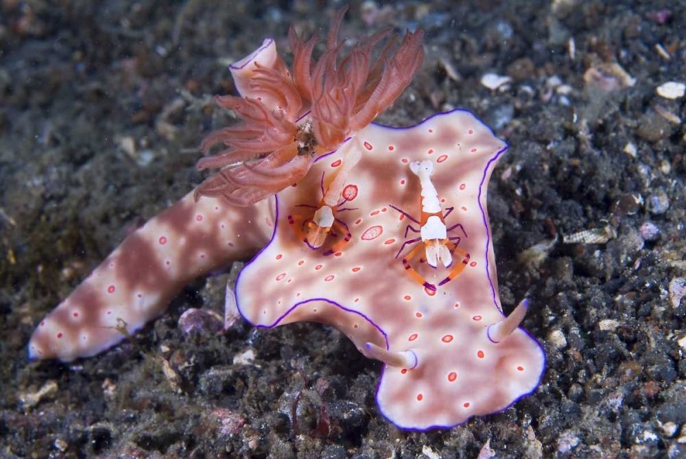 Indonesia, Two Coleman shrimp on nudibranch art print by Jones Shimlock for $57.95 CAD