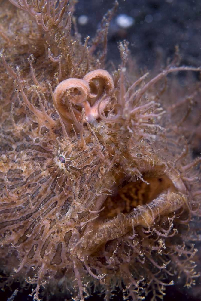 Indonesia, Hairy frogfish that uses its lure art print by Jones Shimlock for $57.95 CAD