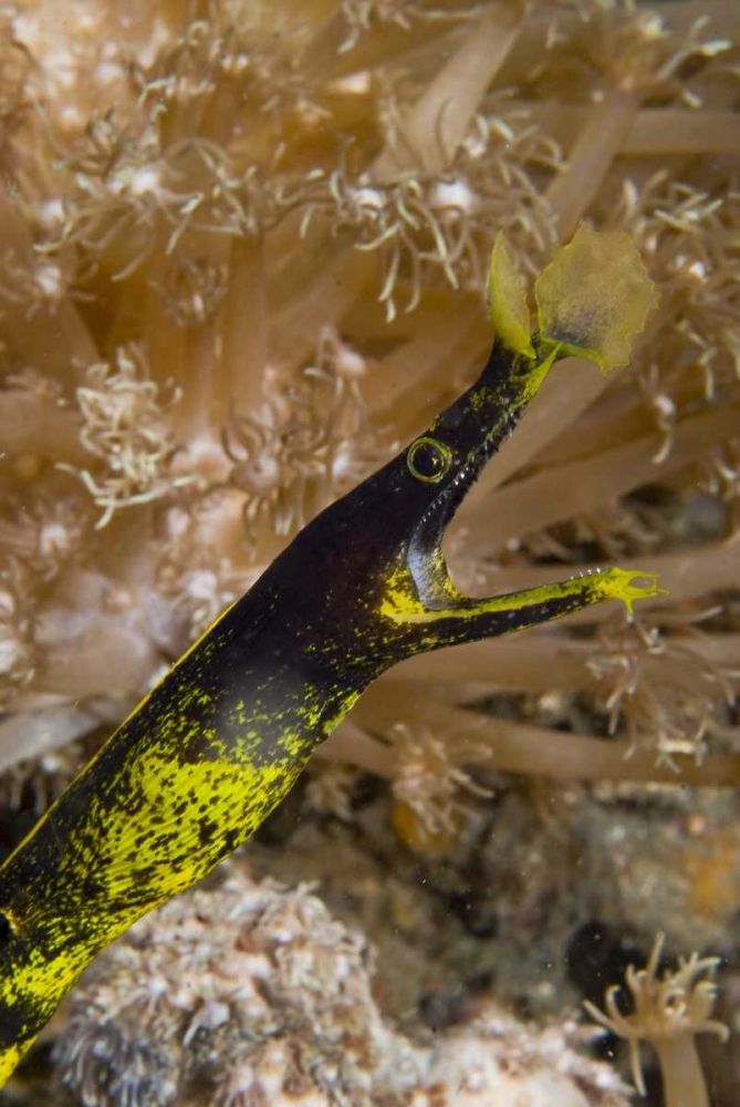 Indonesia, Sulawesi Island A ribbon eel art print by Jones Shimlock for $57.95 CAD