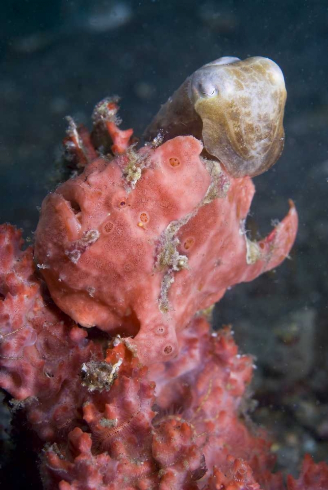 Indonesia A pygmy cuttlefish and frogfish art print by Jones Shimlock for $57.95 CAD