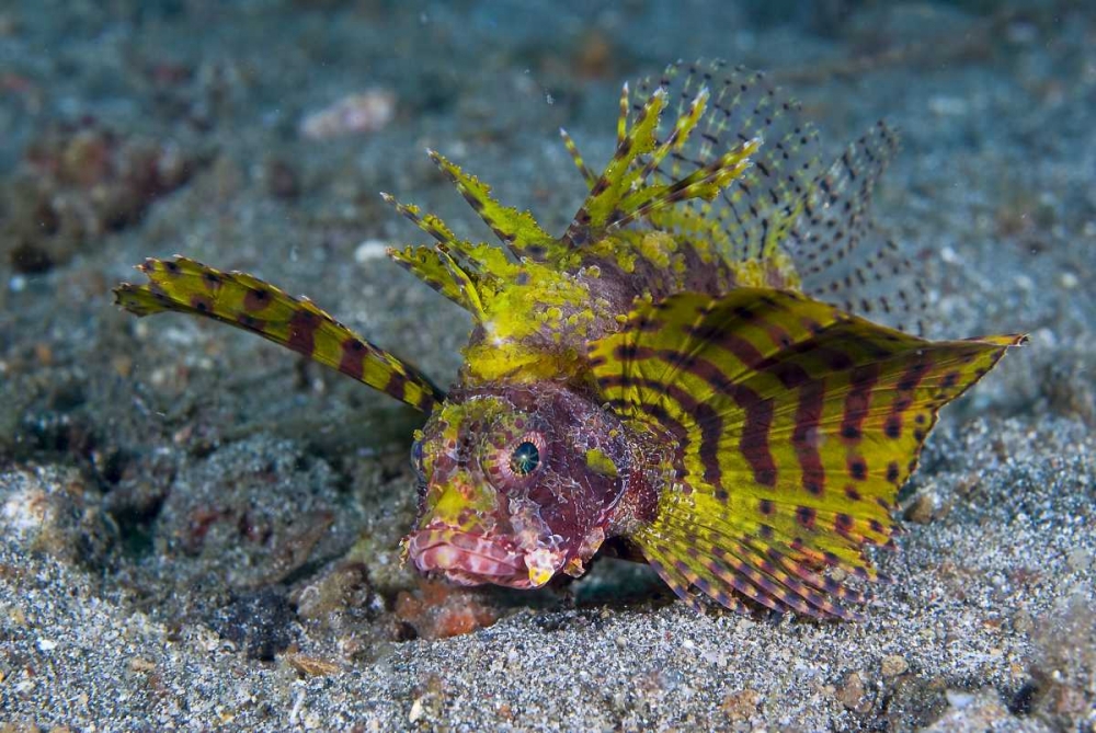 Indonesia, Lembeh Strait Red dwarf lionfish art print by Jones Shimlock for $57.95 CAD